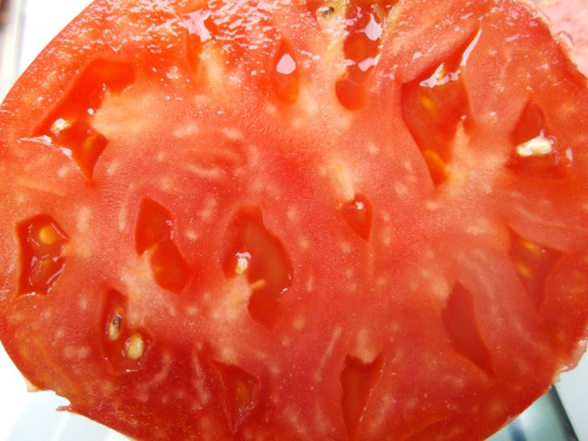  - SEMINTE ROSII - T 699 MAREK S POINTY HEART