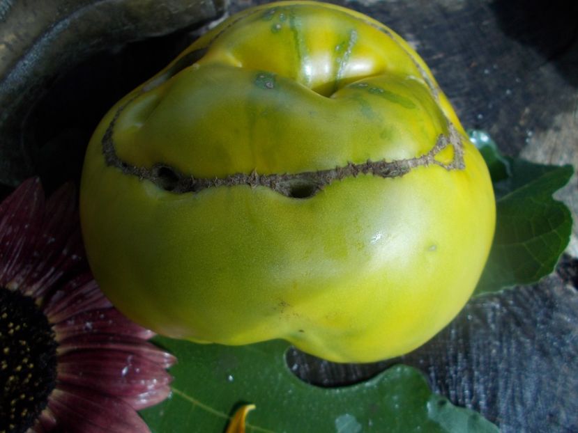  - SEMINTE ROSII - T 798 MOYA VERTE