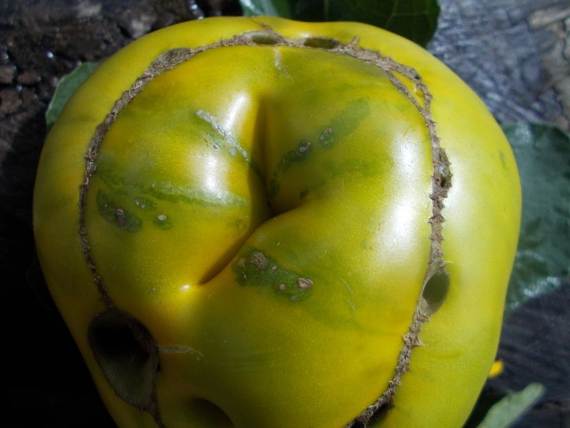  - SEMINTE ROSII - T 798 MOYA VERTE