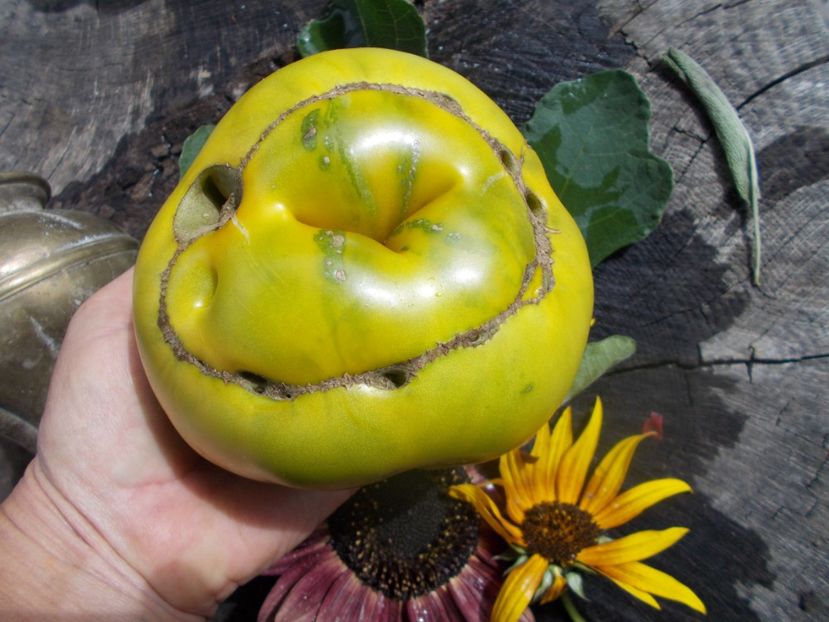  - SEMINTE ROSII - T 798 MOYA VERTE