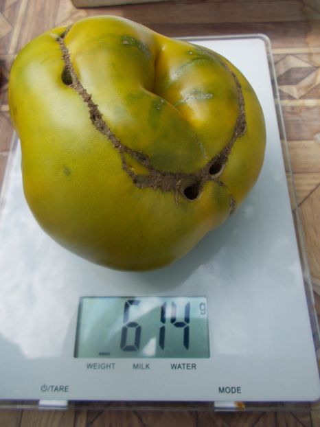  - SEMINTE ROSII - T 798 MOYA VERTE