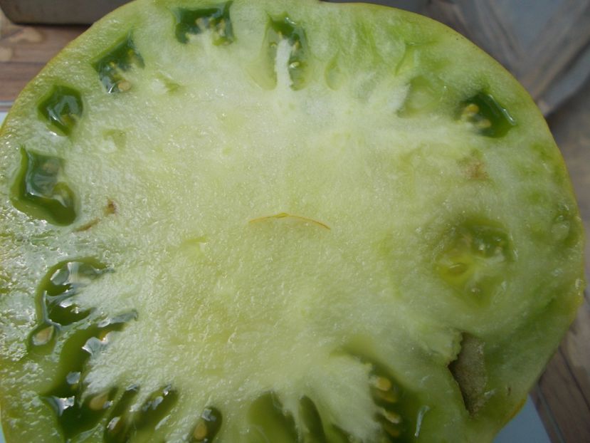  - SEMINTE ROSII - T 798 MOYA VERTE