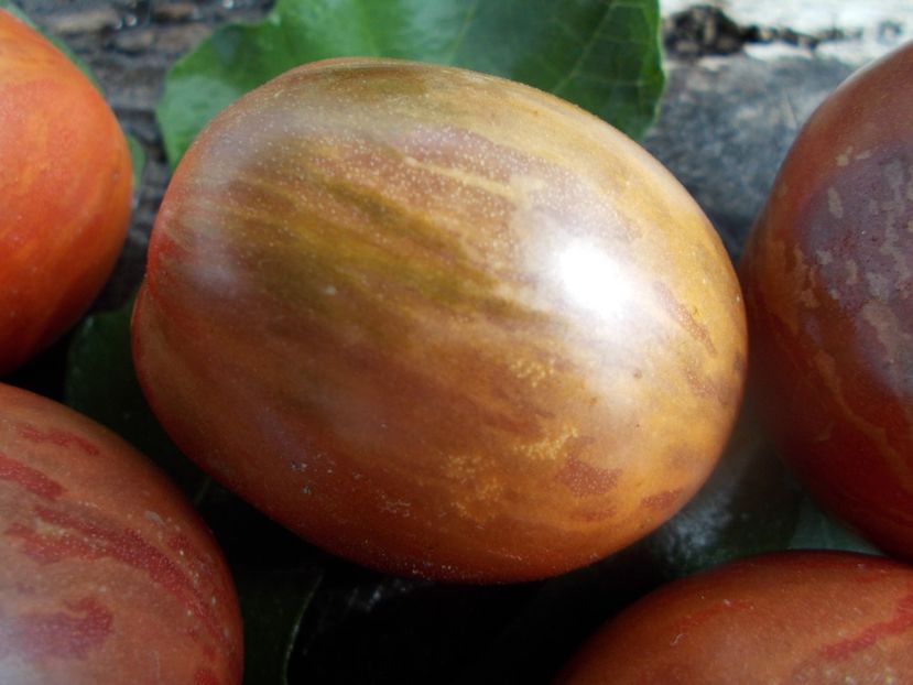  - SEMINTE ROSII - T 634 GREIL DWARF