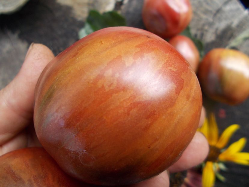  - SEMINTE ROSII - T 634 GREIL DWARF