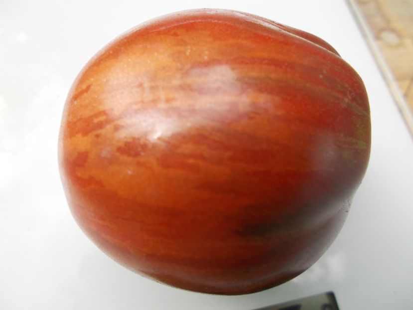  - SEMINTE ROSII - T 634 GREIL DWARF