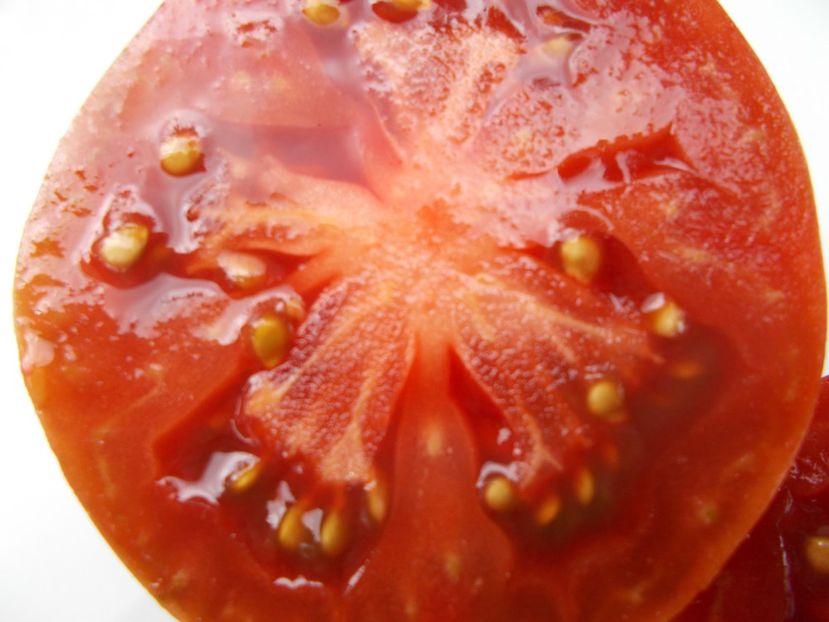  - SEMINTE ROSII - T 634 GREIL DWARF