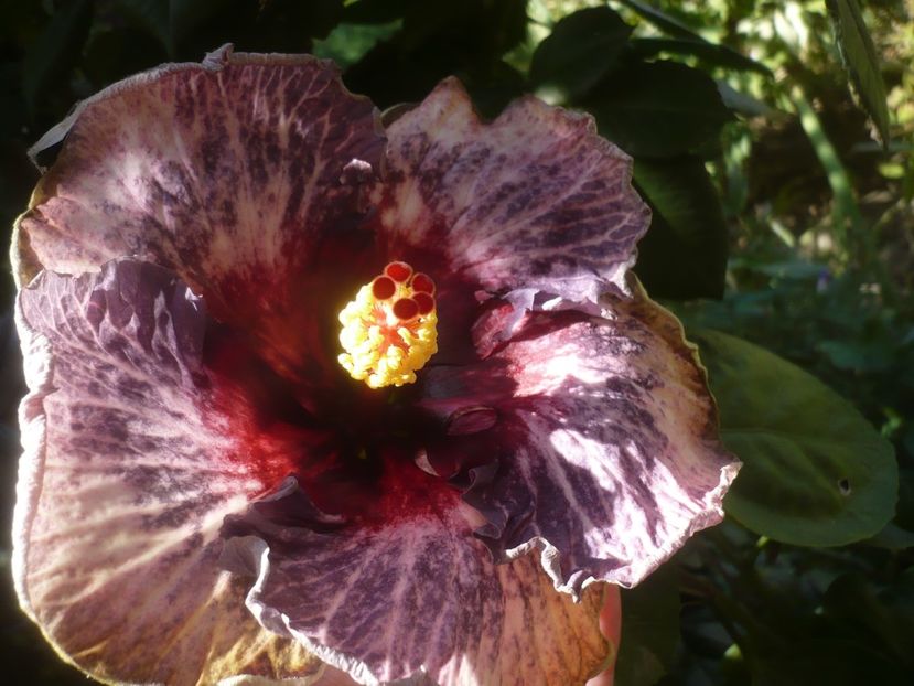 08.09.2021 - HIBISCUSI 2021-3