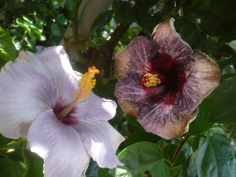 P1500932 - HIBISCUSI 2021-3