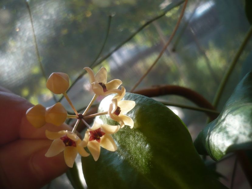 P1500923 - HOYA 2021-3