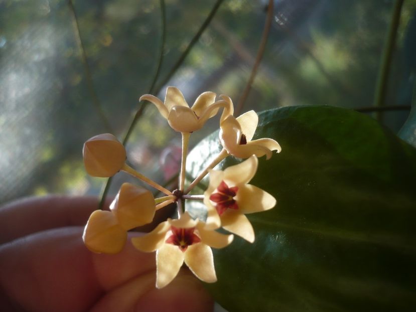 P1500924 - HOYA 2021-3