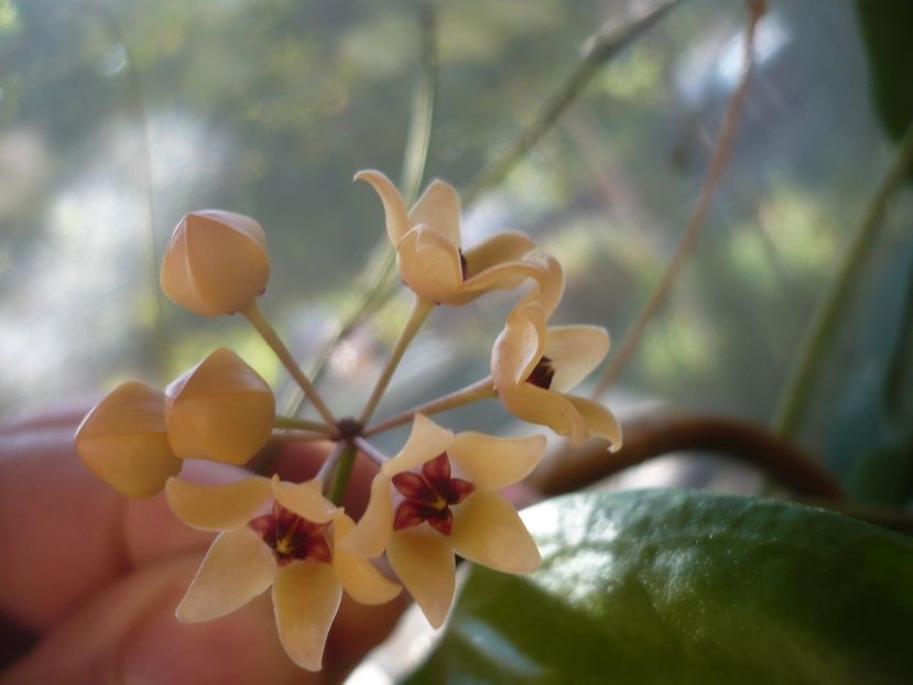 P1500925 - HOYA 2021-3