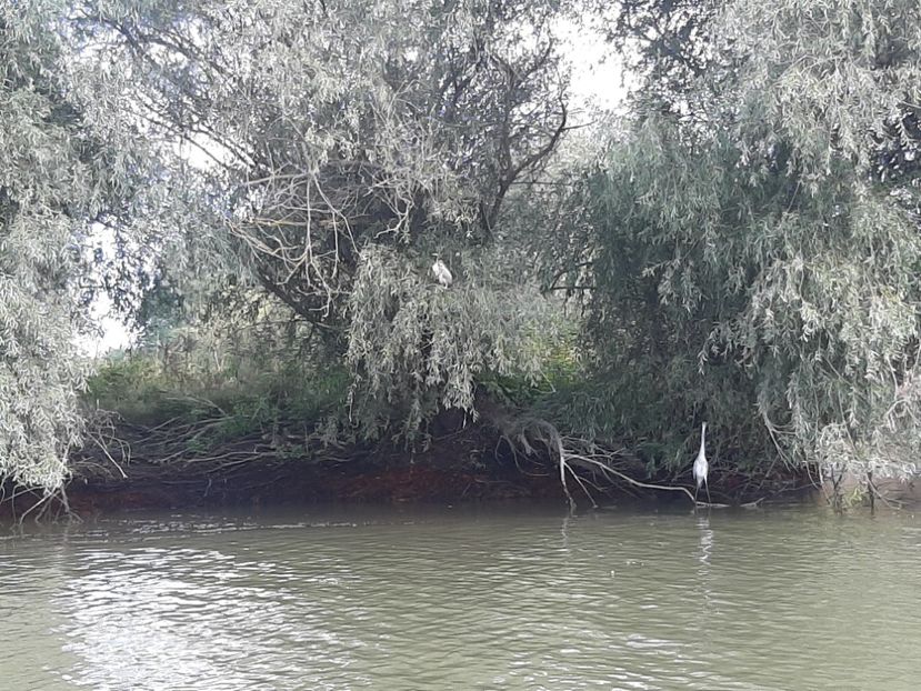  - Canalele Dunării