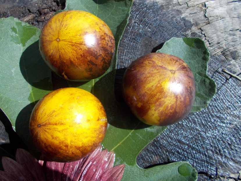  - SEMINTE ROSII - T 732 USSURI TIGER