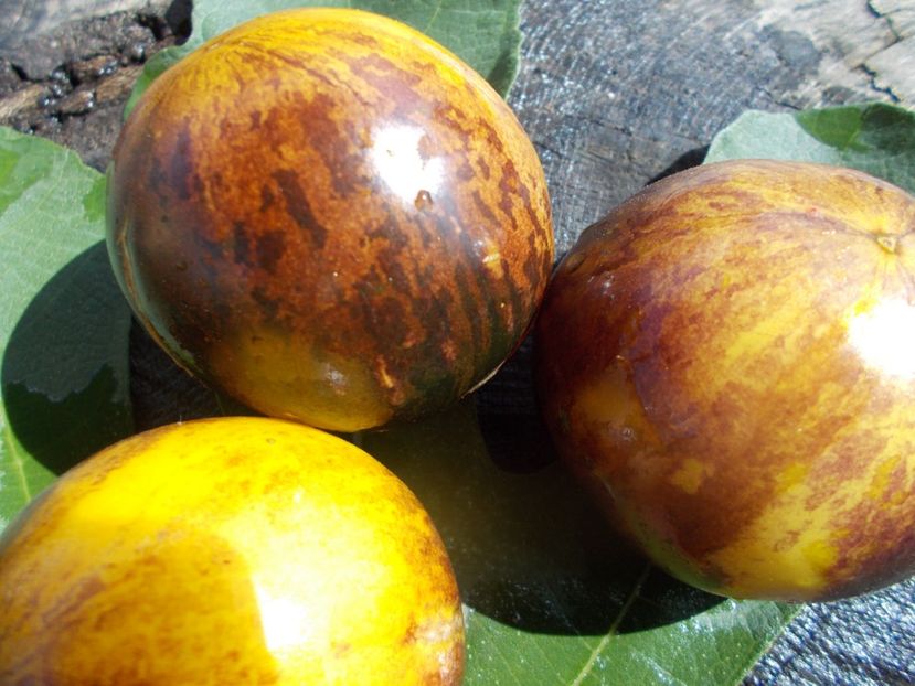  - SEMINTE ROSII - T 732 USSURI TIGER