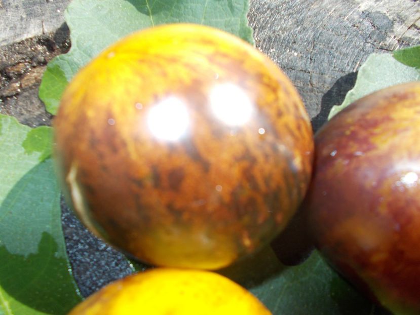  - SEMINTE ROSII - T 732 USSURI TIGER