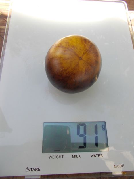  - SEMINTE ROSII - T 732 USSURI TIGER