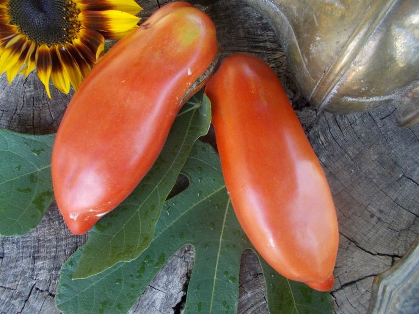  - SEMINTE ROSII - T 687 ZUB DRAKONA