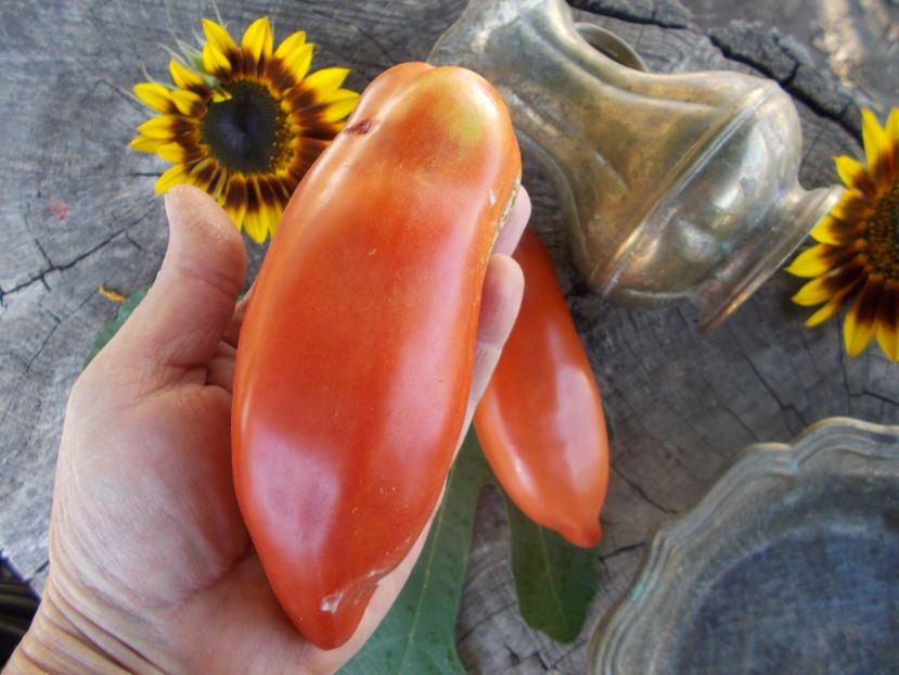  - SEMINTE ROSII - T 687 ZUB DRAKONA