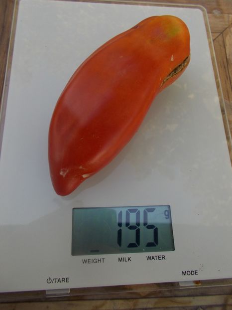  - SEMINTE ROSII - T 687 ZUB DRAKONA