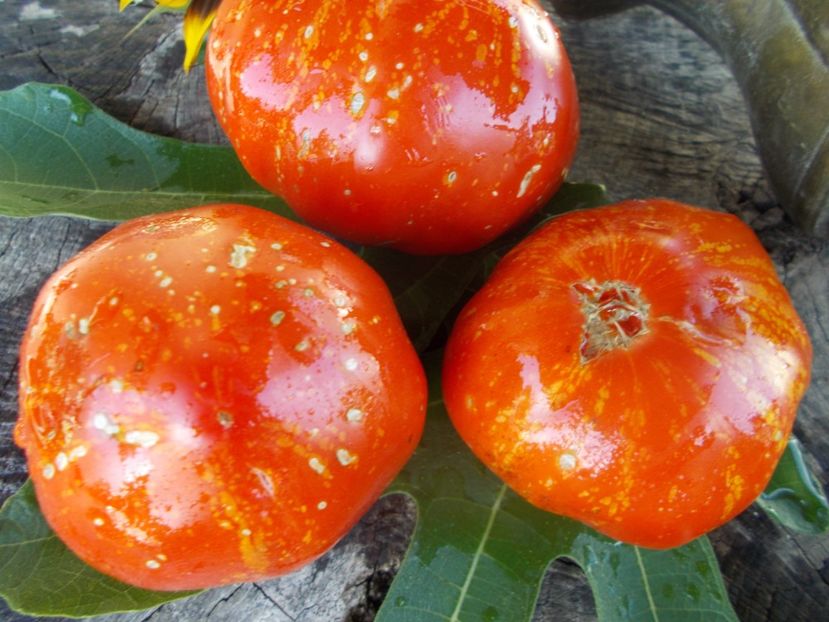  - SEMINTE ROSII - T 692 MARMANDE DE MONTPELLIER