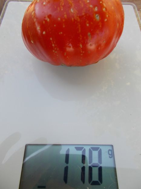  - SEMINTE ROSII - T 692 MARMANDE DE MONTPELLIER