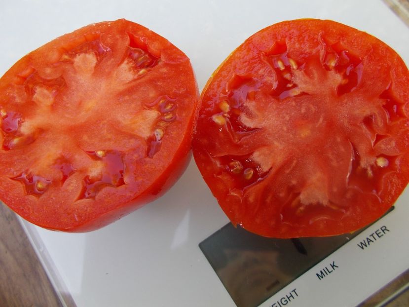  - SEMINTE ROSII - T 692 MARMANDE DE MONTPELLIER