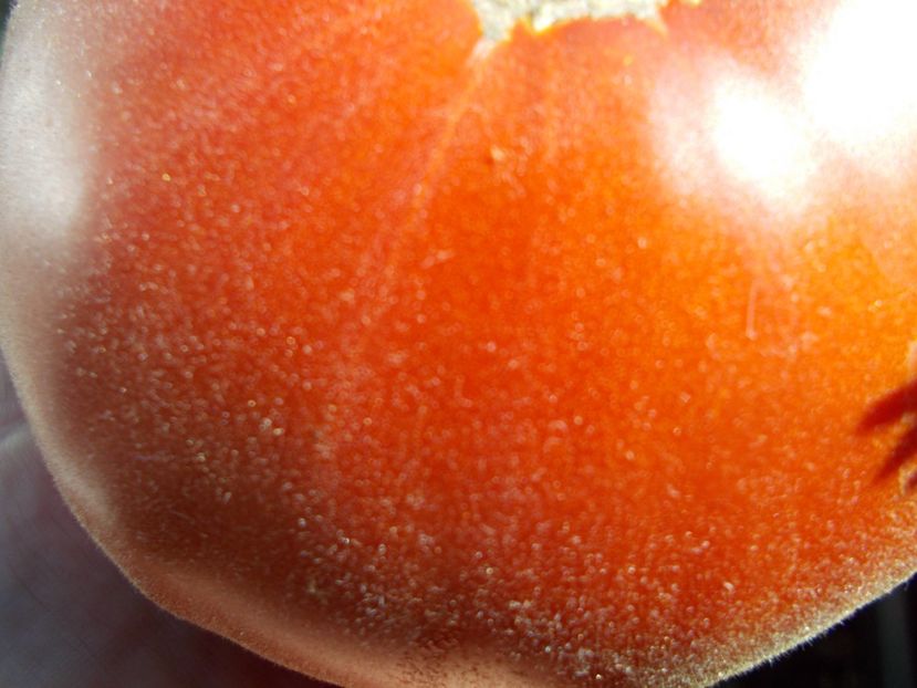  - SEMINTE ROSII - T 677 APRIKOS APRIKOSE