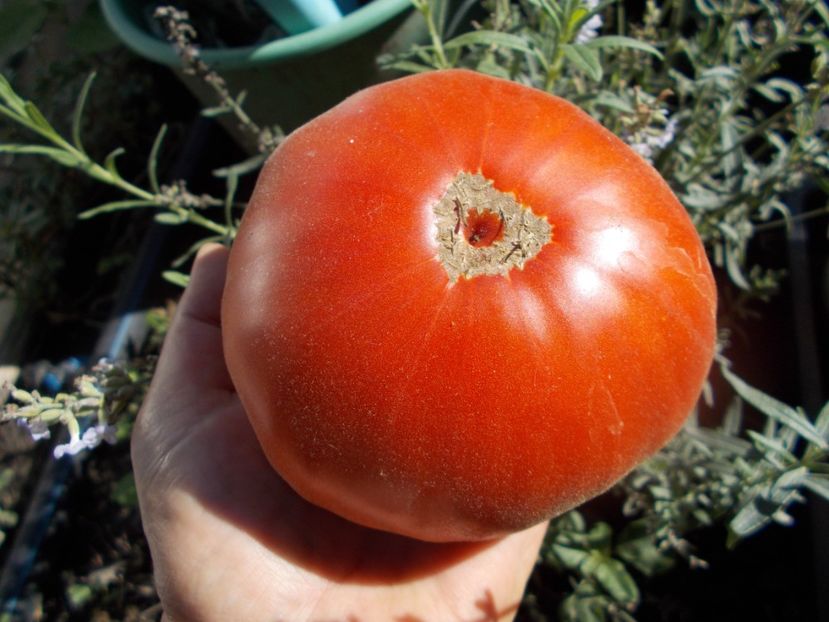  - SEMINTE ROSII - T 677 APRIKOS APRIKOSE