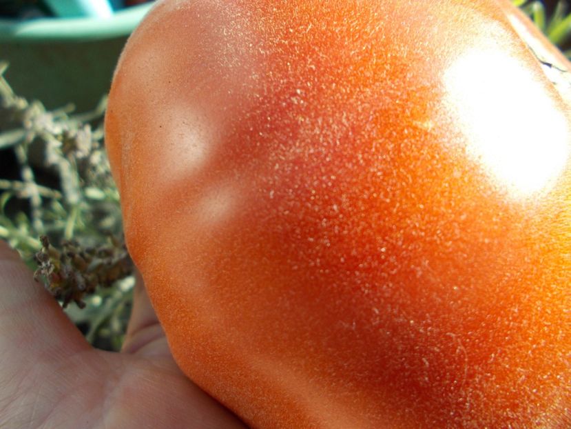  - SEMINTE ROSII - T 677 APRIKOS APRIKOSE