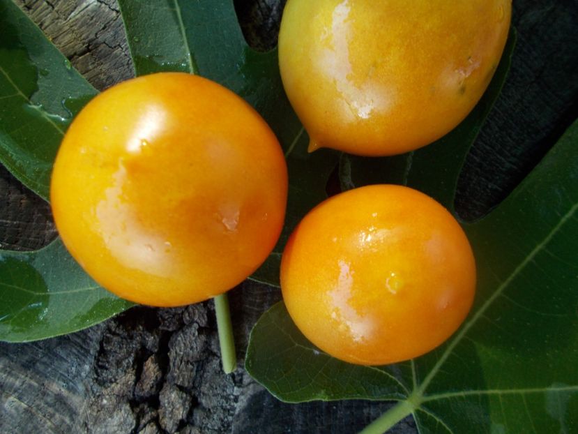  - SEMINTE ROSII - T 802 OKAIJI