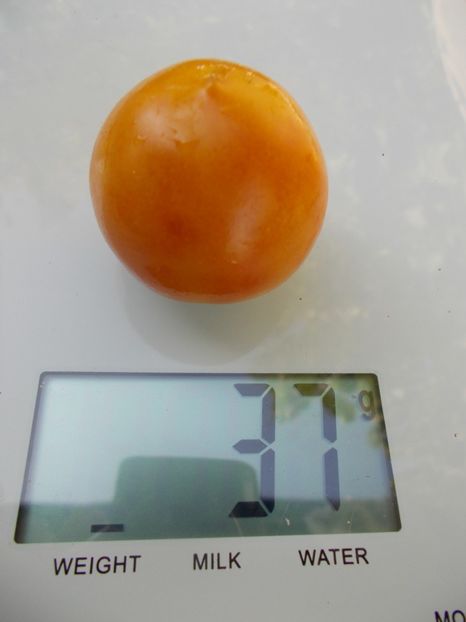  - SEMINTE ROSII - T 802 OKAIJI