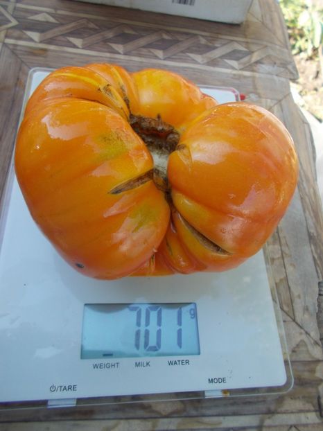  - SEMINTE ROSII - T 709 PAW PAW YELLOW