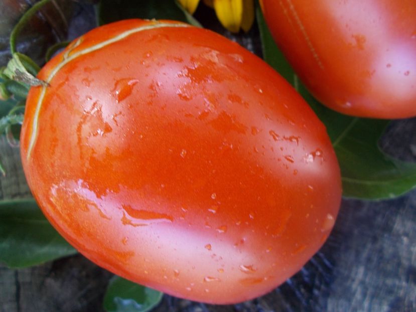  - SEMINTE ROSII - T 707 ALICE EGYPT