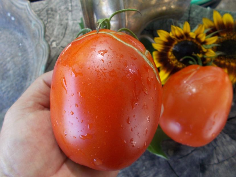  - SEMINTE ROSII - T 707 ALICE EGYPT