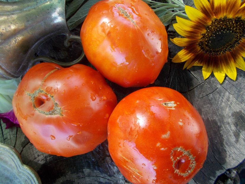  - SEMINTE ROSII - T 645 COEUR DU TIBET