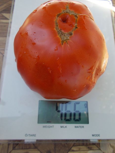  - SEMINTE ROSII - T 645 COEUR DU TIBET