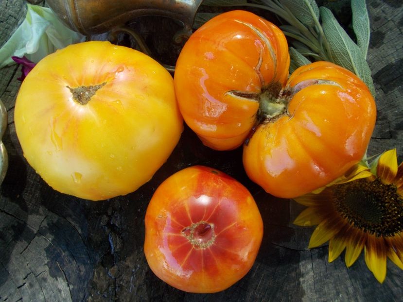  - SEMINTE ROSII - T 711 NORTHERN LIGHTS