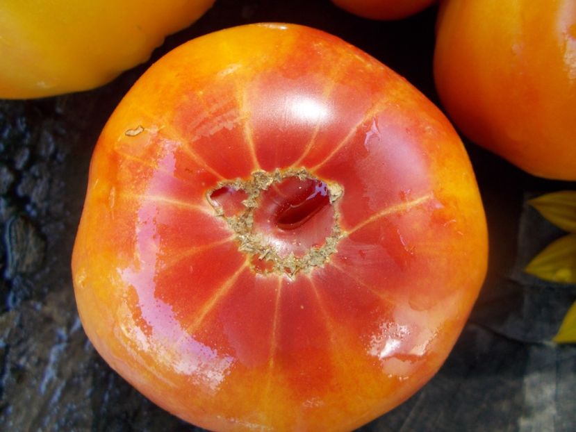  - SEMINTE ROSII - T 711 NORTHERN LIGHTS