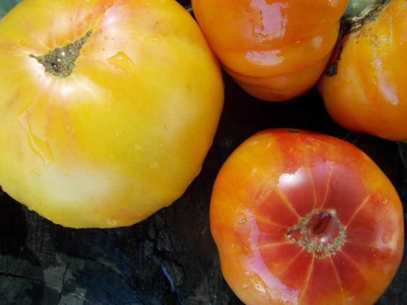  - SEMINTE ROSII - T 711 NORTHERN LIGHTS