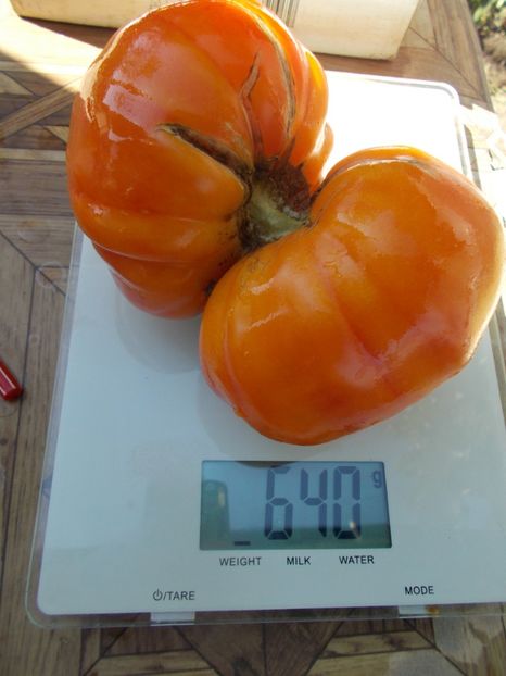  - SEMINTE ROSII - T 711 NORTHERN LIGHTS