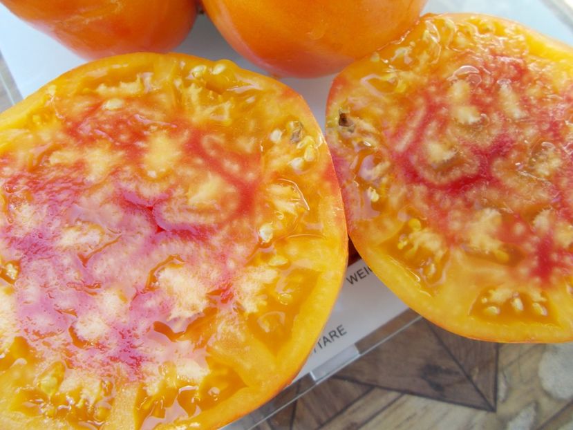  - SEMINTE ROSII - T 711 NORTHERN LIGHTS