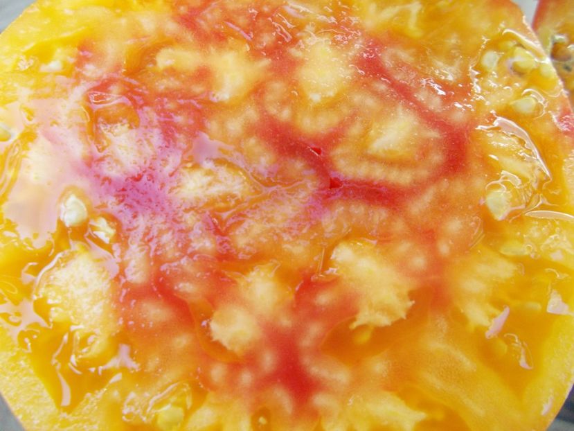  - SEMINTE ROSII - T 711 NORTHERN LIGHTS