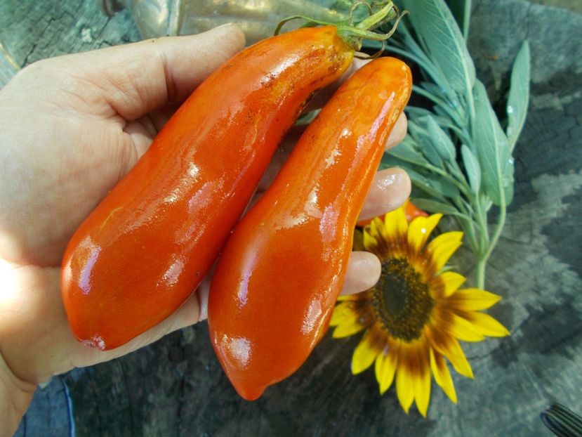  - SEMINTE ROSII - T 680 ROYAL FINGER