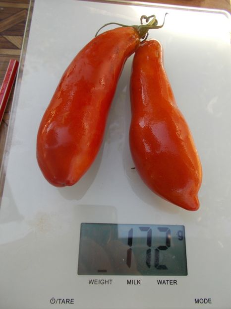  - SEMINTE ROSII - T 680 ROYAL FINGER