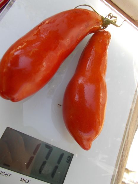  - SEMINTE ROSII - T 680 ROYAL FINGER