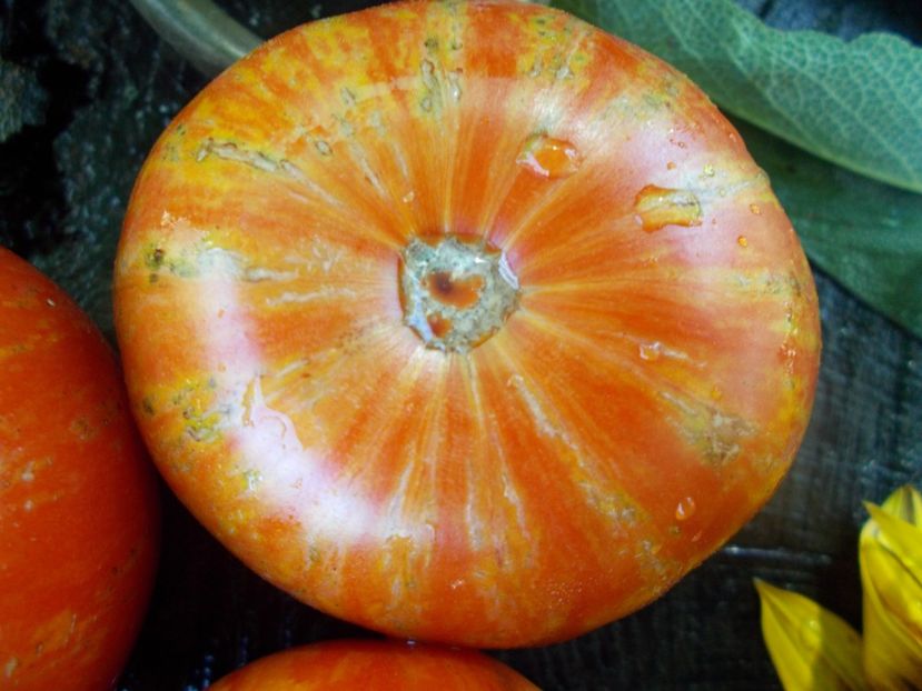  - SEMINTE ROSII - T 722 B B7 F4