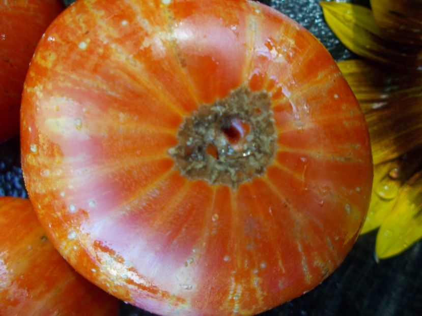  - SEMINTE ROSII - T 722 B B7 F4