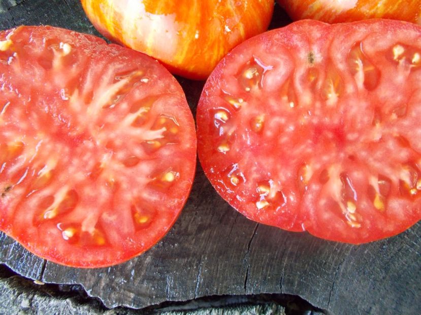  - SEMINTE ROSII - T 722 B B7 F4