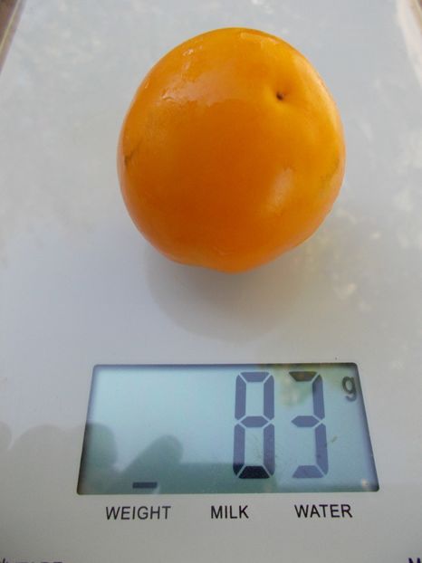  - SEMINTE ROSII - T 774 BARNES MOUNTAIN YELLOW