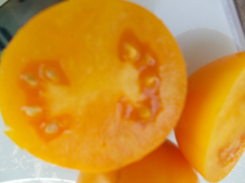  - SEMINTE ROSII - T 774 BARNES MOUNTAIN YELLOW